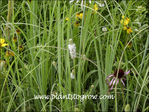White Prairie Clover growing among some Purple Cone Flower and Coreopsis. (July 8)